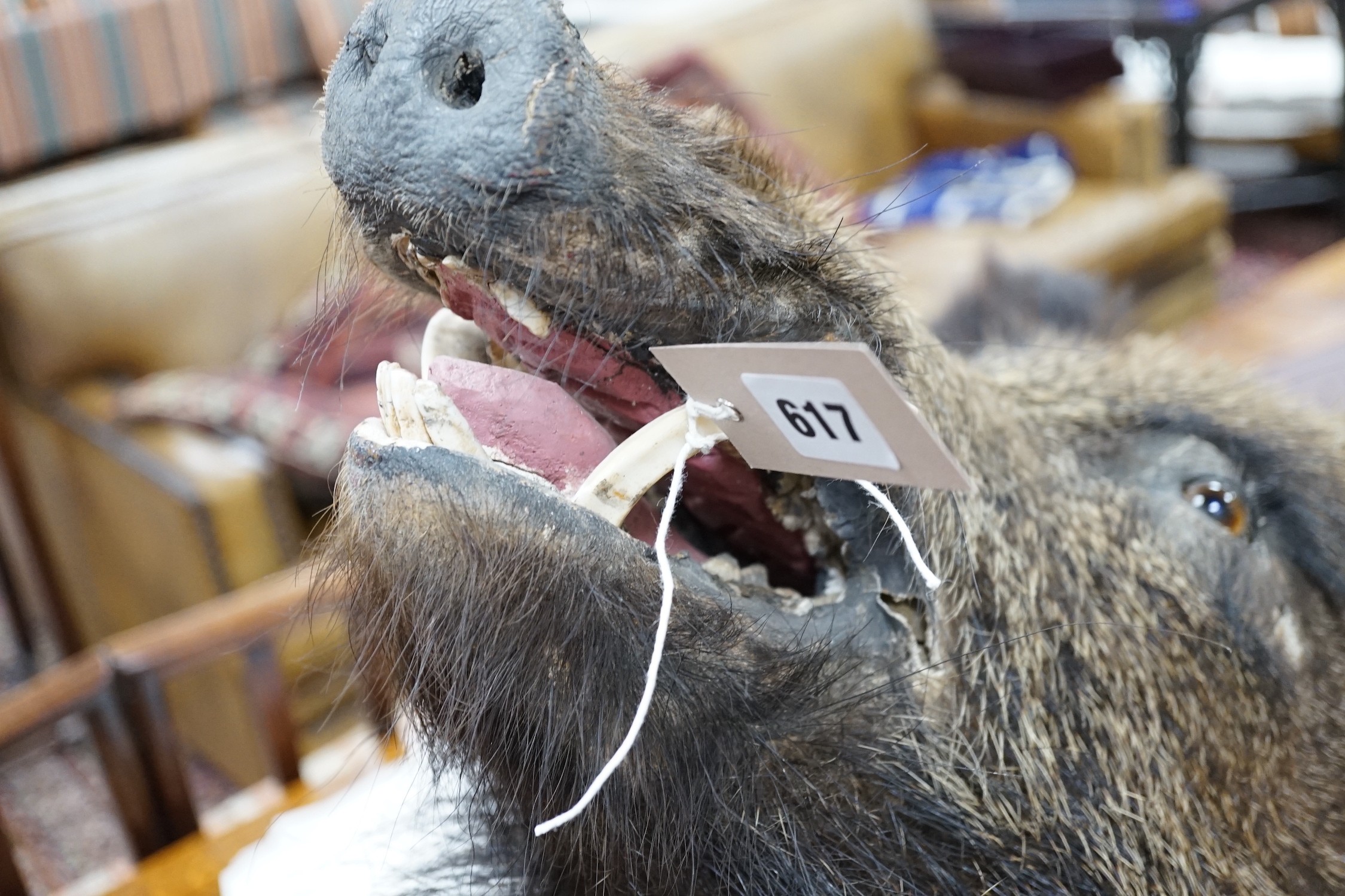 A mounted taxidermic boar's head wall trophy on wood back plate, height 64cm